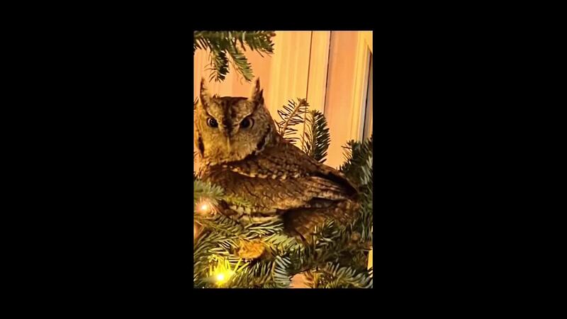 El video del pequeño búho en el árbol de Navidad fue publicado en TikTok.