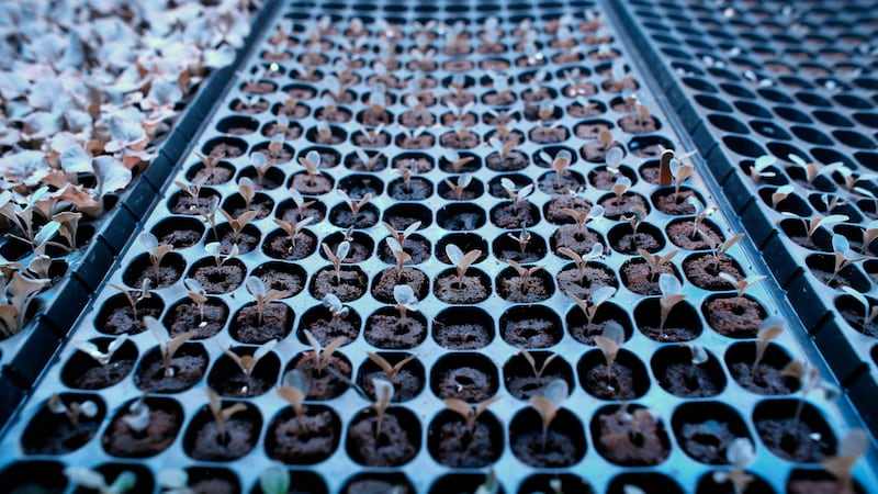 ARCHIVO - Plántulas de lechuga yacen en un recipiente bajo luz azul el 8 de diciembre de 2015,...